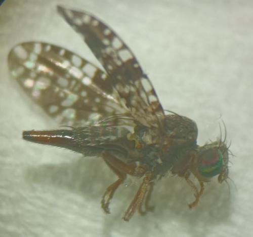 Réf. 353 823 : Tephritis ruralis